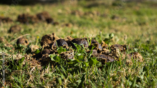 animal poop