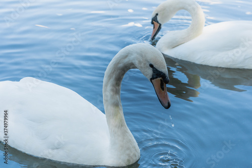 Fototapeta Naklejka Na Ścianę i Meble -  Cisnes blancos nadando en un lago de día