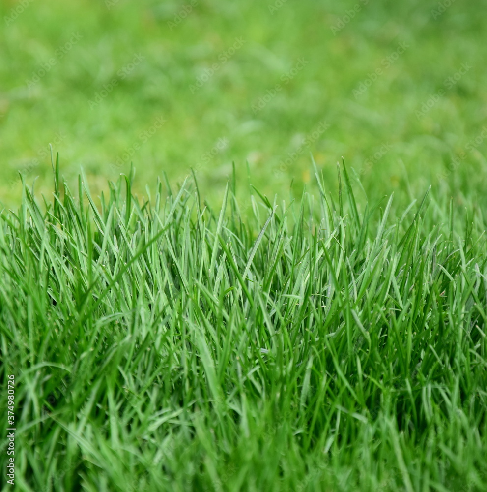 Grüner Rasen im Garten als Hintergrund und Textur
Grüner Rasen im Garten als Hintergrund und Textur