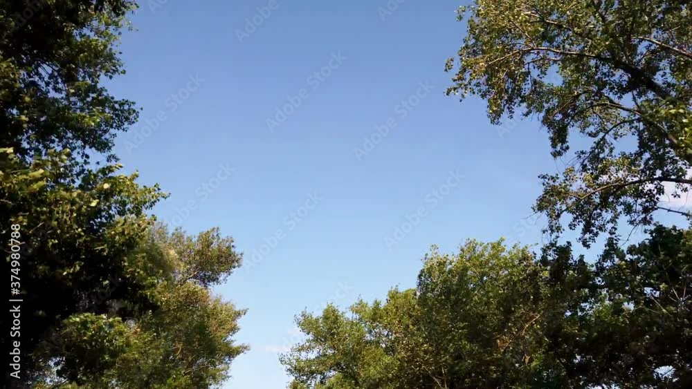 bottom-up view. treetops against the blue sky. in move. bottom-up view. treetops against the blue sky. in move.