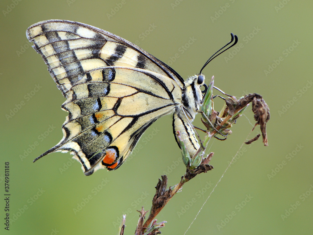 Fototapeta premium Wonderful butterfly Papilio machaon on a summer day basking in the dry grass