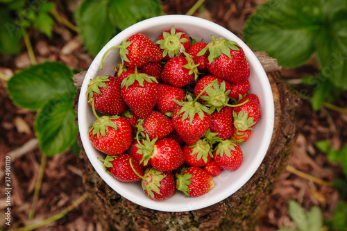 bowl of home grown strawberries photo