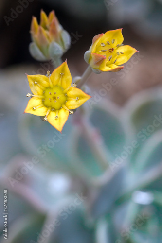 A trio of Sedum Graptopetalum blooms photo