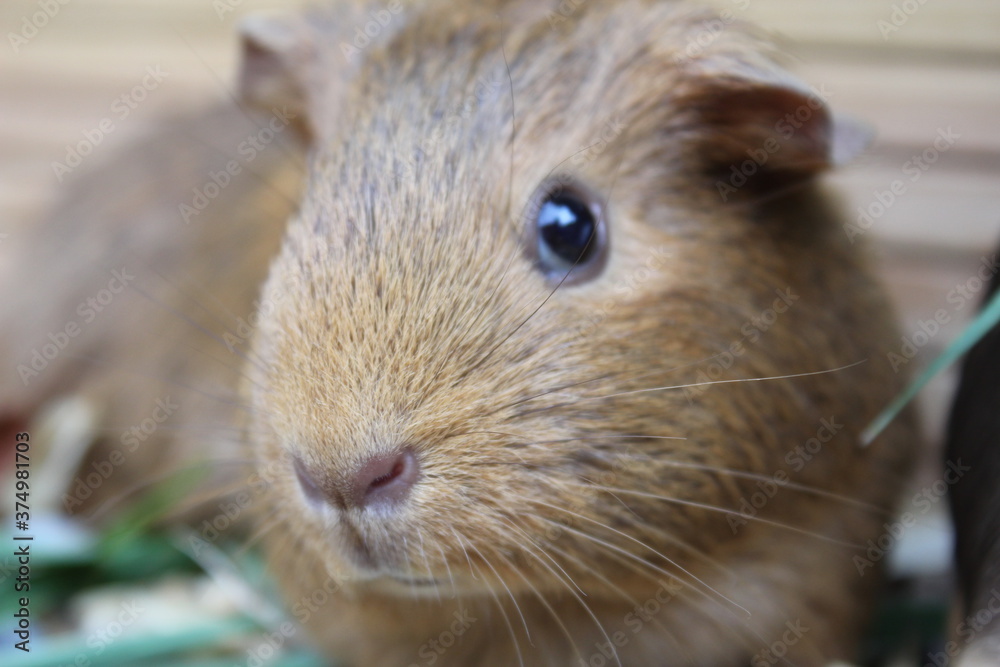guinea pigs pet animals outside in sunshine natural lkight guinea pigs pet animals outside in sunshine natural lkight