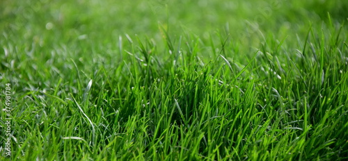 Grüner Rasen als Hintergrund und Textur