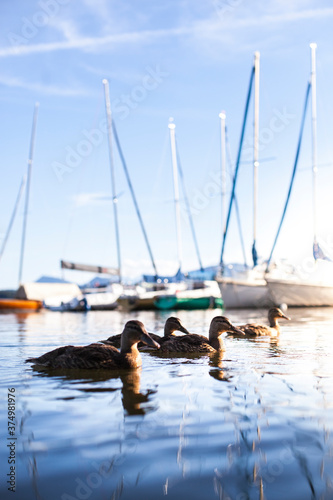 Ducks in front of sailboat at the harbor. Ducks swim in the water in the sunset at harbour. Enten schwimmen im Wasser im Sonnenuntergang am Hafen. Enten vor Segelboot am Hafen.