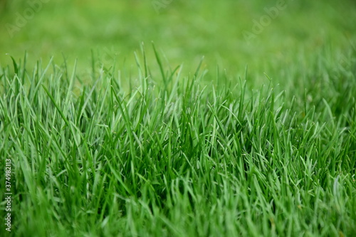 Abstrakter Hintergrund grüner Rasen, Rasenhintergrund, Grashalme