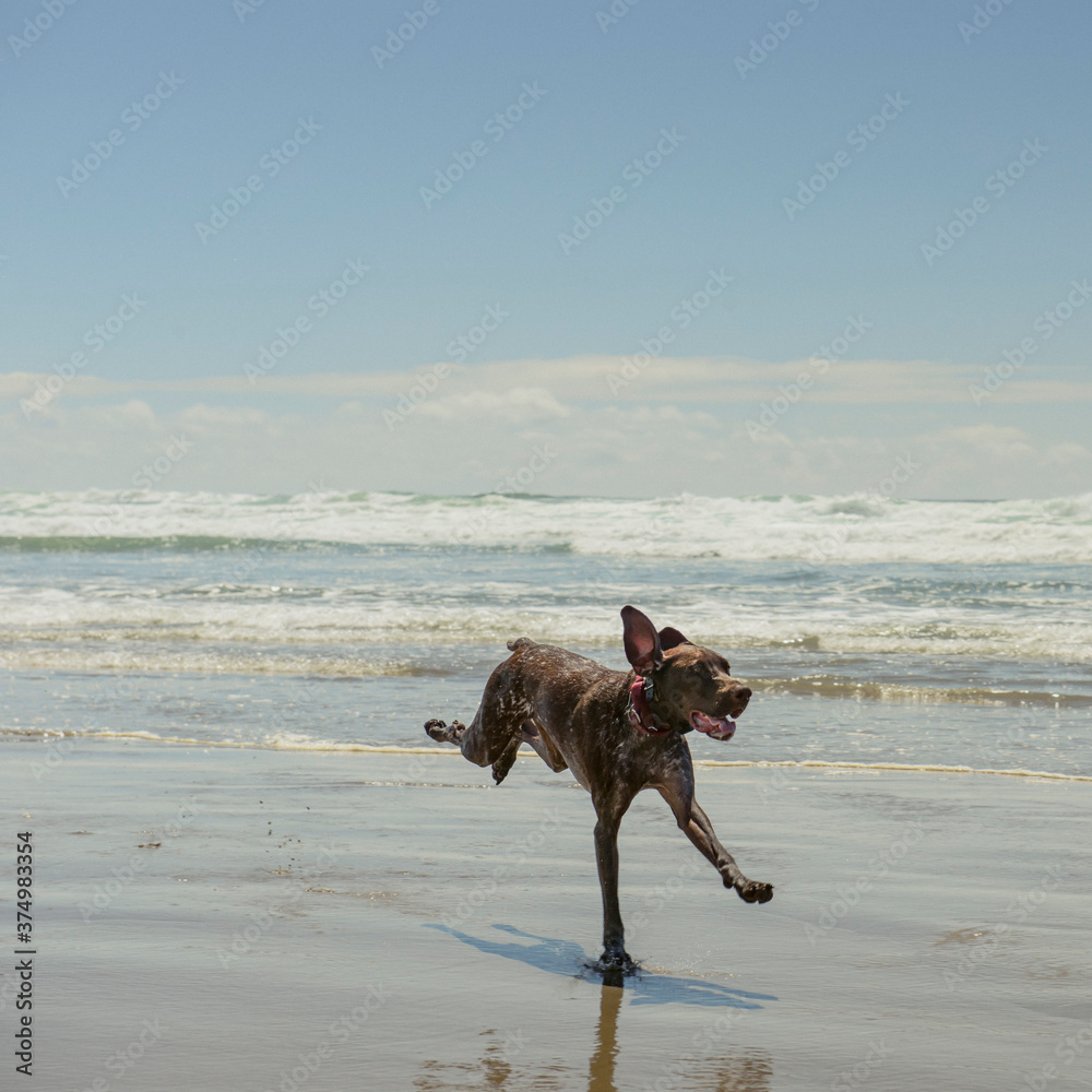 German Shorthair Dog Running On The Beach German Shorthair Dog Running On The Beach
