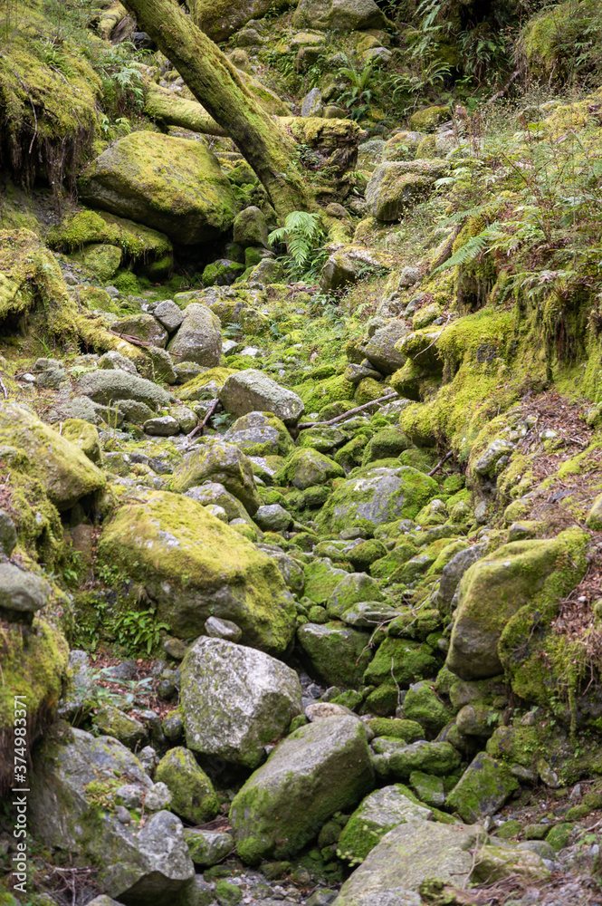 Komplett Moos und Flechten bewachsener wilder Urwald mit Totholz und trockenem Bach Komplett Moos und Flechten bewachsener wilder Urwald mit Totholz und trockenem Bach