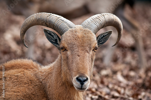 Barbary Sheep Closeup photo