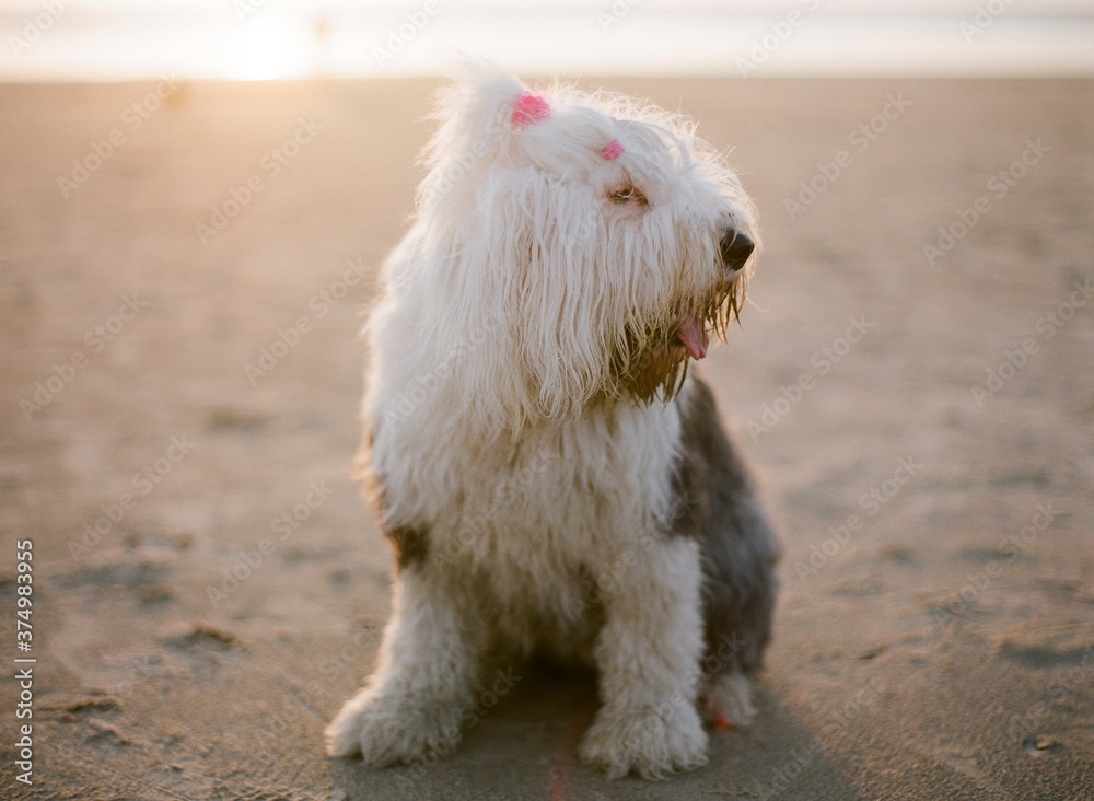 shaggy dog shaggy dog