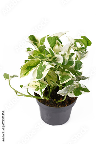 Exotic 'Epipremnum Aureum N'Joy' pothos houseplant with white and green variegated leaves in flower pot isolated on white background