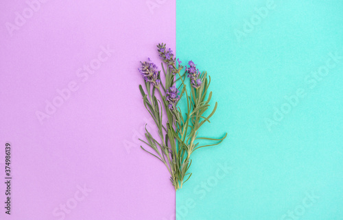 Lavender flowers herb leaves turquoise lila background Floral banner