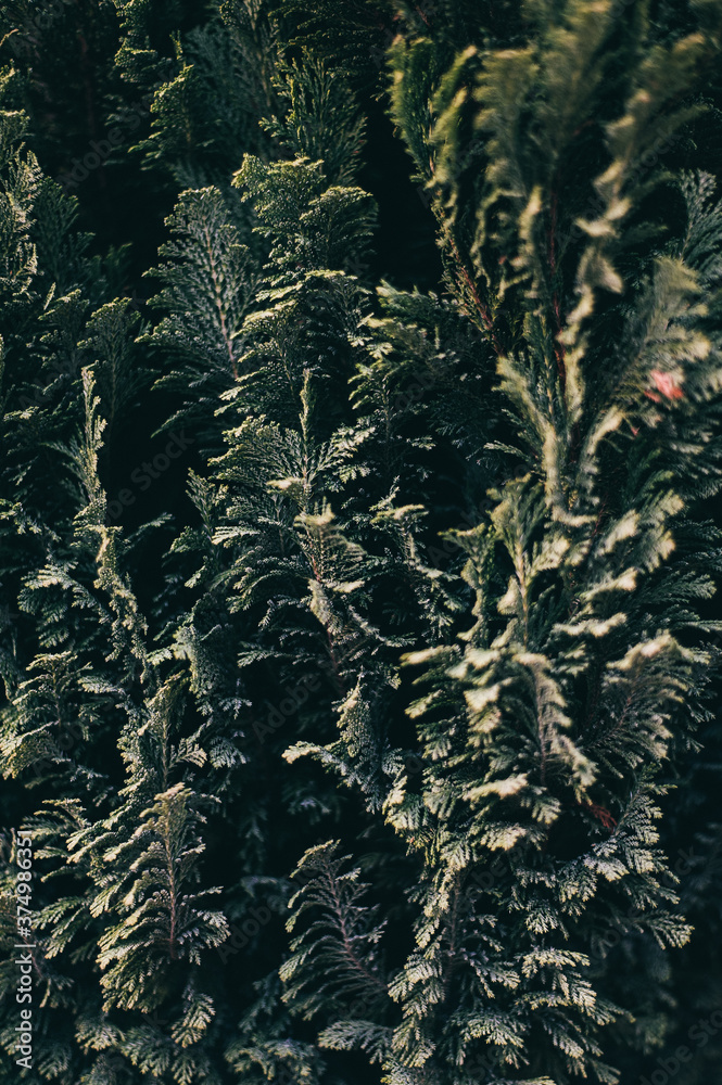 Thuja Stock Photo Adobe Stock