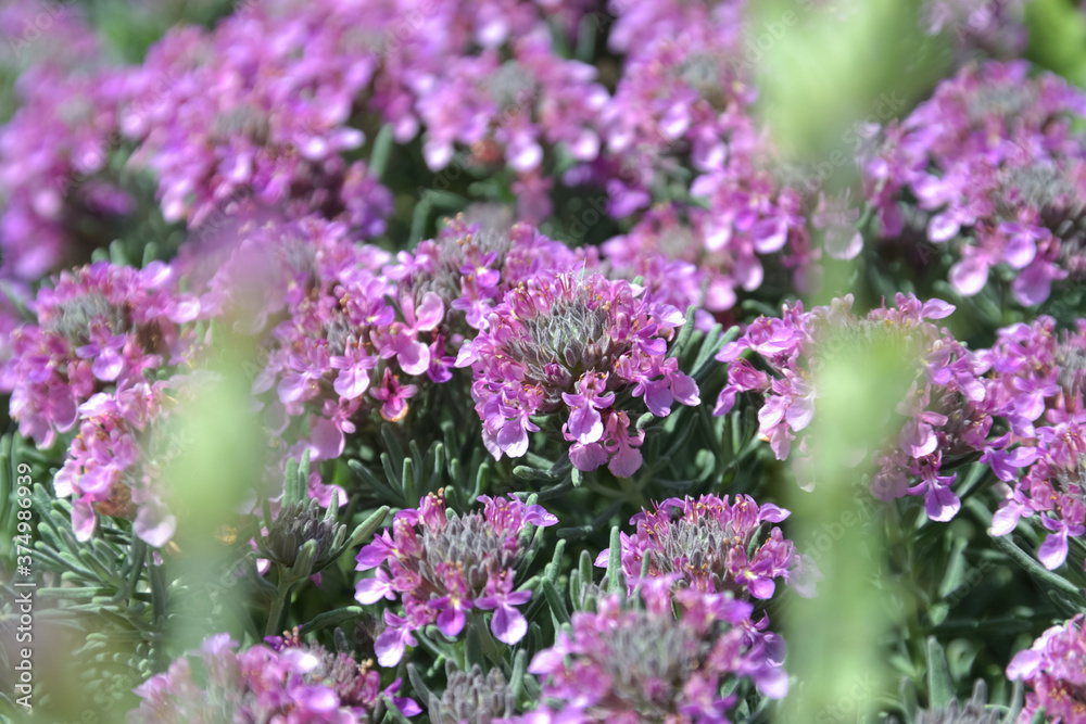 Obraz premium テウクリウム・アロアヌム（Teucrium majoricum）のグランドカバー