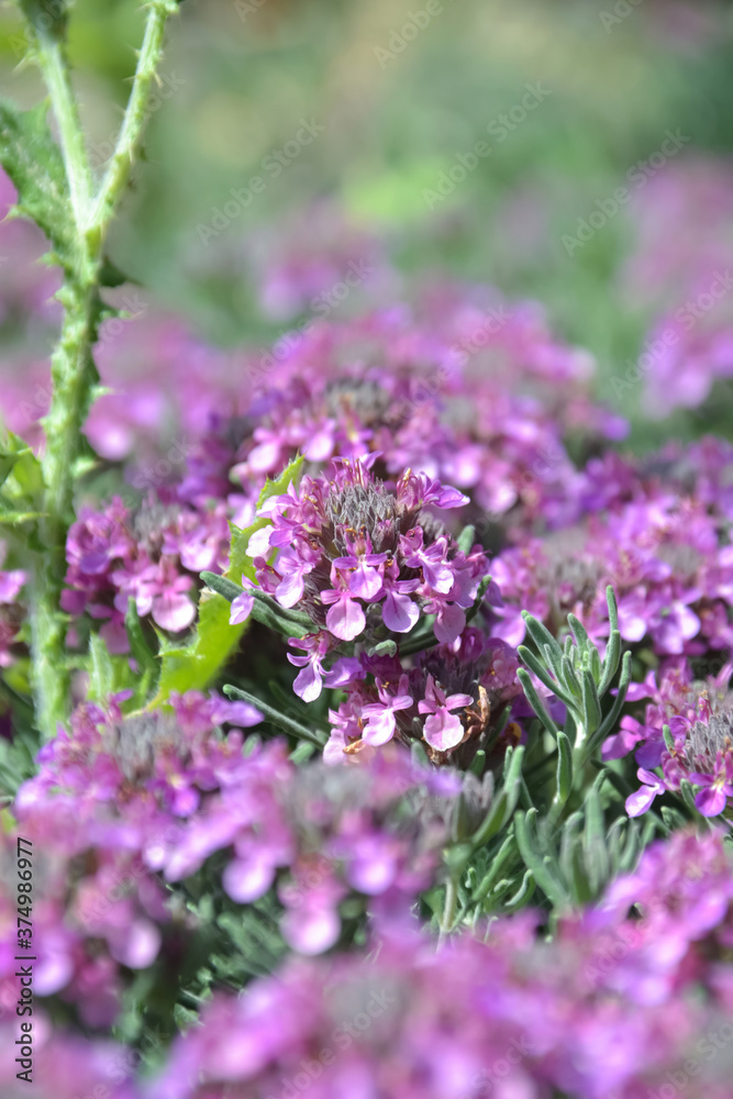 テウクリウム・アロアヌム(Teucrium majoricum)のグランドカバー テウクリウム・アロアヌム(Teucrium majoricum)のグランドカバー