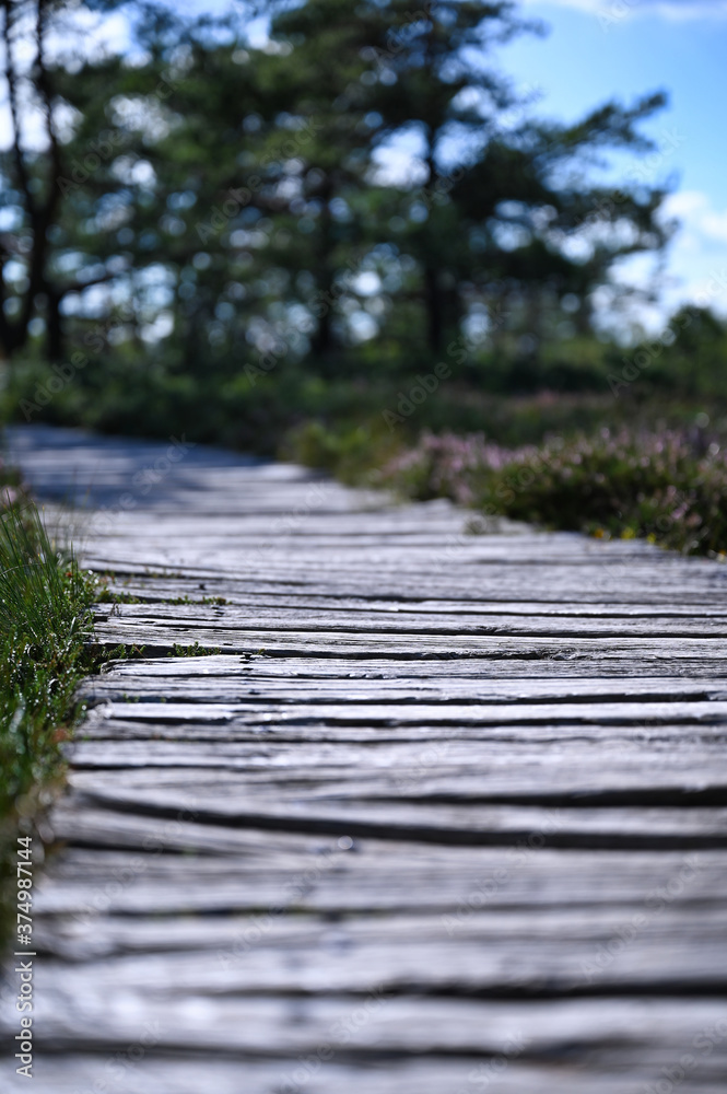 Pfad aus Holz (Weg) führt durch ein Moor in der Natur Pfad aus Holz (Weg) führt durch ein Moor in der Natur