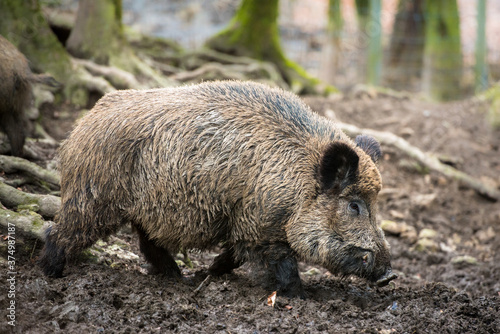 Wildlife: Wild boar (lat. Sus scrofa) photo