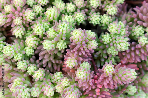 Succulent plant green full frame  background