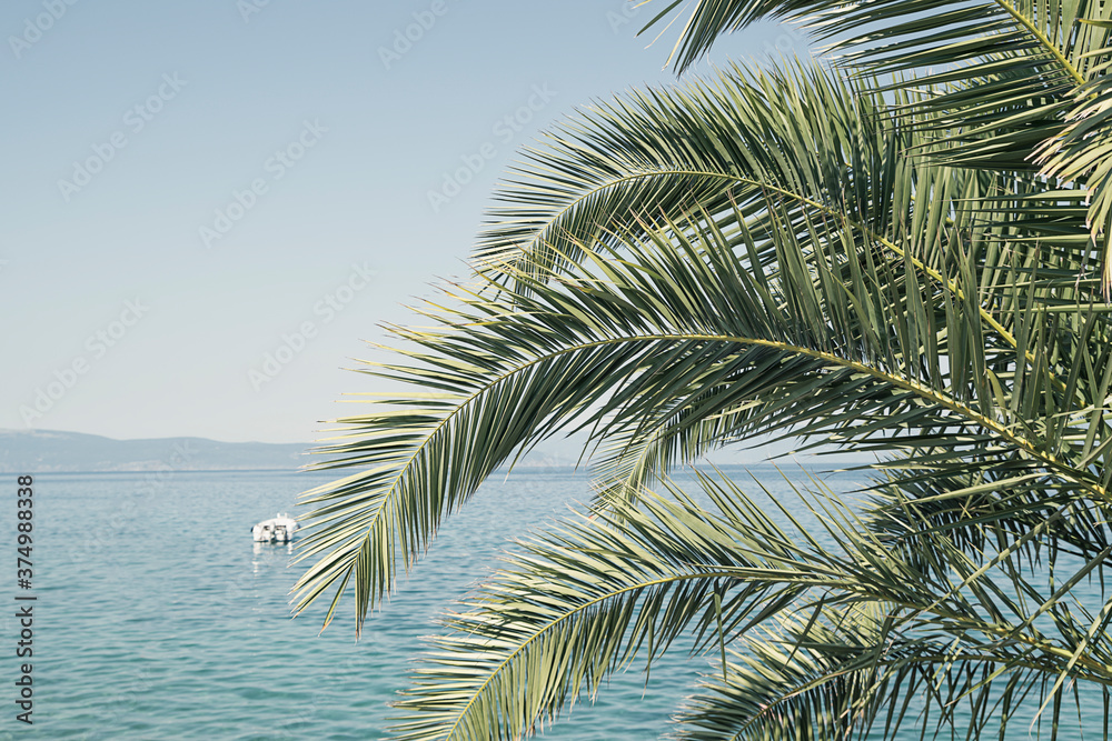 Palm tree on the beach | sunny day at the tropical resort | summer vacation trip