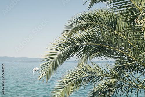 Fototapeta Naklejka Na Ścianę i Meble -  Palm tree on the beach | sunny day at the tropical resort | summer vacation trip