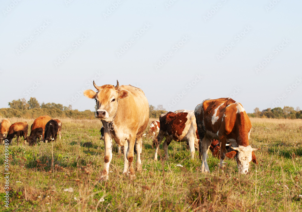 a herd of cows eating grass in a meadow on a summer day