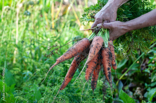 a bunch of freshly picked carrots in his hand