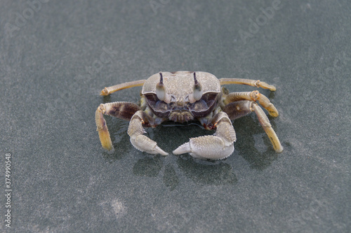 Crab on the beach photo