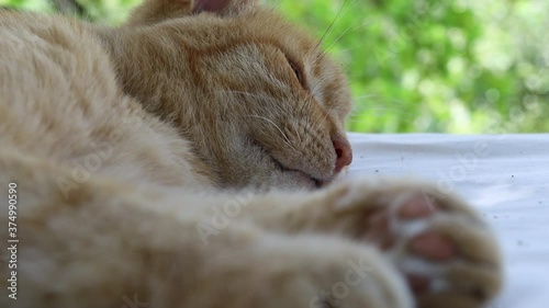 Selective focus. Close up of paws and mouth of a big, red, cute country cat sleeping peacefully on a bed under a tree. Focus on whiskers twitching in sleep. Summer relaxing atmosphere.