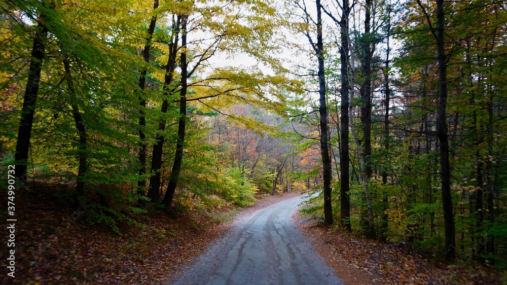 Fototapeta premium forest, road, trees, autumn, nature, path, tree, landscape, woods, green, fall, wood, leaves, park, fog, foliage, summer, light, countryside, mist, footpath, trail, grass, yellow, rural