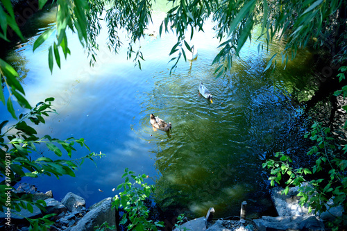 two ducks and a swan on the river  as a texture for the background  wallpaper