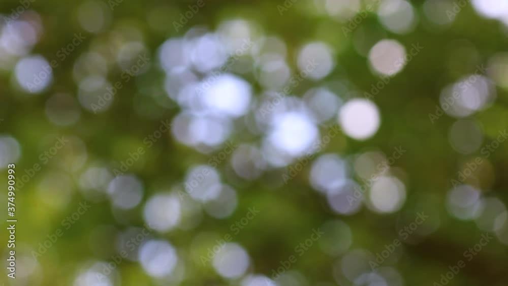 Windy day. Beautiful big bokeh effect of the sun rays glistening and filtering through the leaves of the trees. Views from below of the branches. Magical, dynamic effect. 
