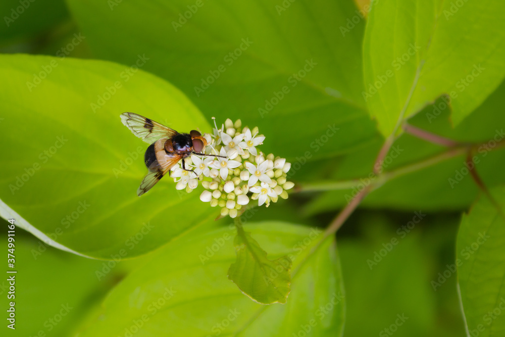 Striped hoverfly on white small flowers among green leaves. Macro. Striped hoverfly on white small flowers among green leaves. Macro.