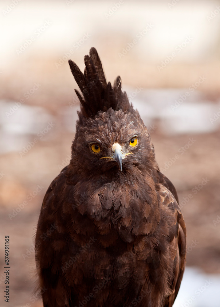 Long Crested Eagle Closeup Long Crested Eagle Closeup