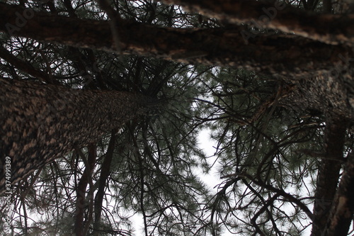 Pine Tree from Below