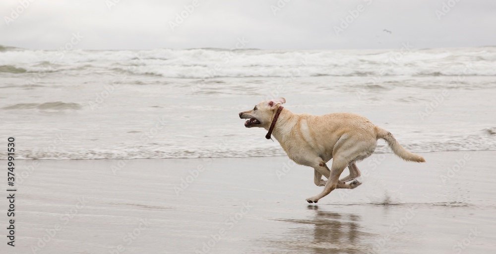Labrador retriever running on beach Labrador retriever running on beach