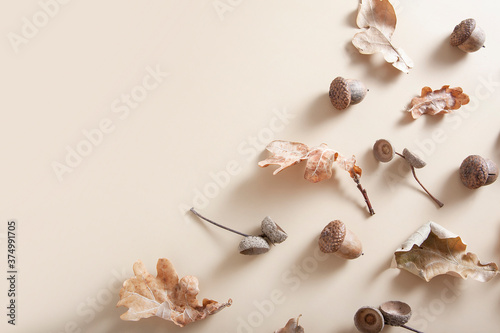 Fallen oak leaves, acorns and acorn caps on a beige background. Autumn monochrome pattern with copy space