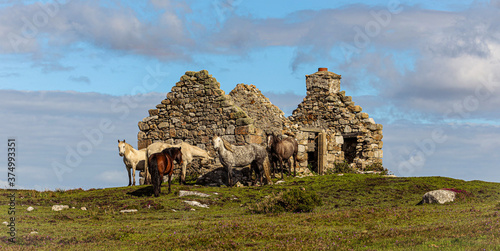 Schilderij op canvas Connemara Ponies gathered round a derelict Irish stone cottage, Conamara, County