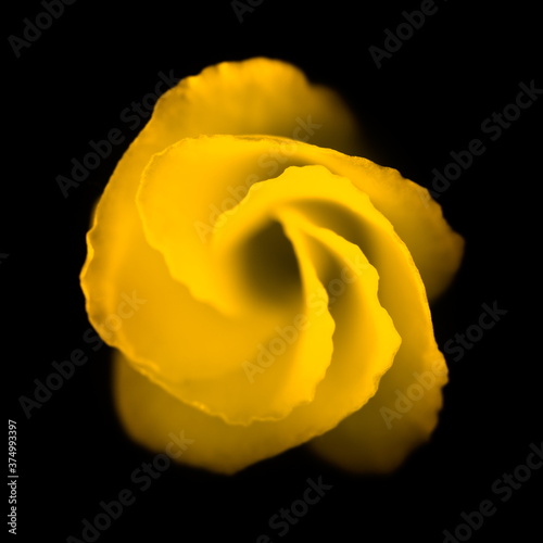 Yellow Bell Flower on Black Background photo