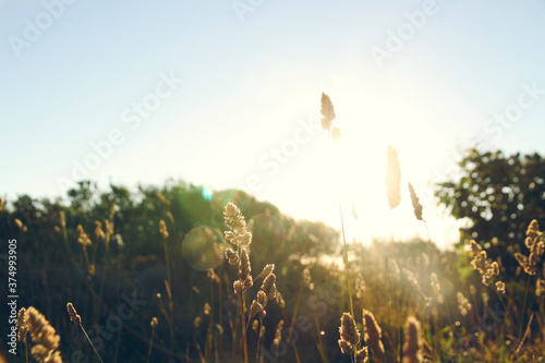 Grass reflection in the morning sunlight