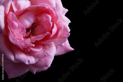rosa  amore  romantica  natura  floreale  fiore  rossa  colore  bellezza  bella