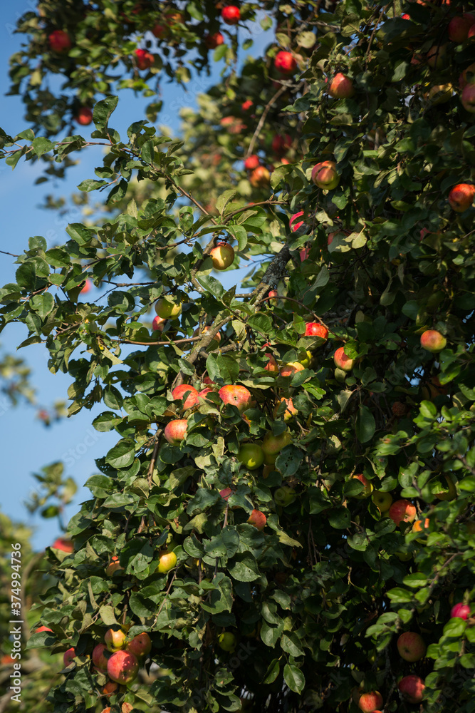 Ripe apples on a tree in the autumn garden. Orchard, harvest