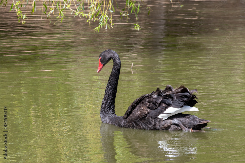 Naklejka premium Cigno nero