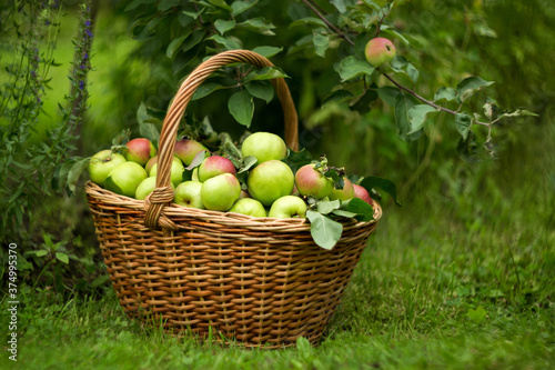 Ripe apples in a basket in the garden on a summer day. Harvesting, agriculture