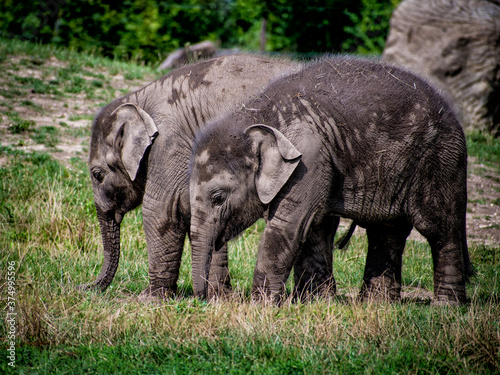 Two baby elephants graze on the grass