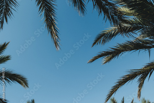 blue sky with palm trees