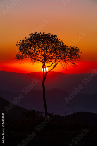 Silhouette of a tree on a sunset between Minas Gerais and Rio de Janeiro.