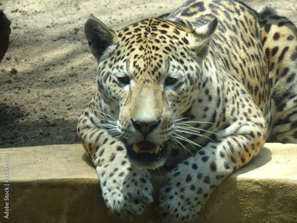 Obraz premium leopard