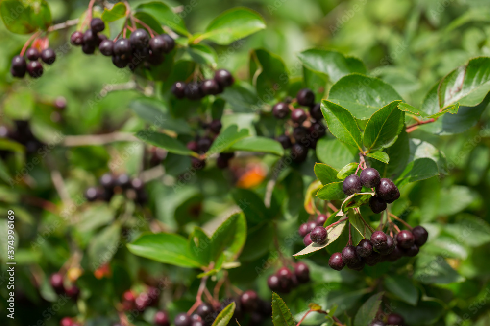 Aronia berries (Aronia melanocarpa, Black Chokeberry) growing in the garden. Branch filled with aronia berries on a sunny day. Selective focus Aronia berries (Aronia melanocarpa, Black Chokeberry) growing in the garden. Branch filled with aronia berries on a sunny day. Selective focus