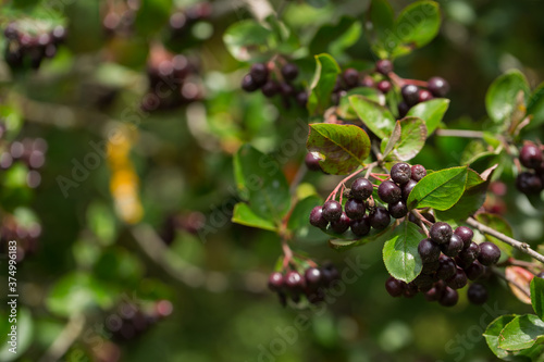 Aronia berries (Aronia melanocarpa, Black Chokeberry) growing in the garden. Branch filled with aronia berries on a sunny day. Selective focus